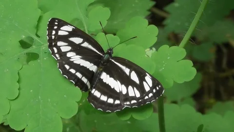 Moth moth dark winged Neptis sappho sits on a leaf Video stock 121023021