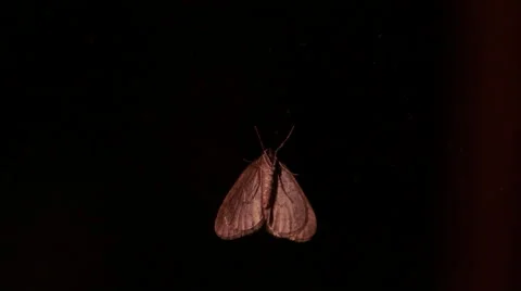 Moth moving on window by night Stock Footage 44178720