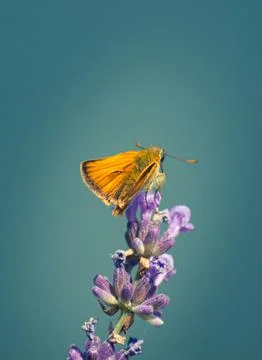 Moth in the nature on blue background standing on the flower. Stock Photos