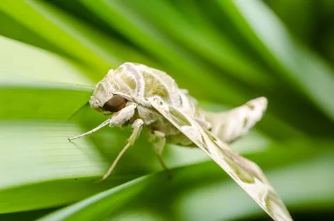 Moth in the nature Stock Photos