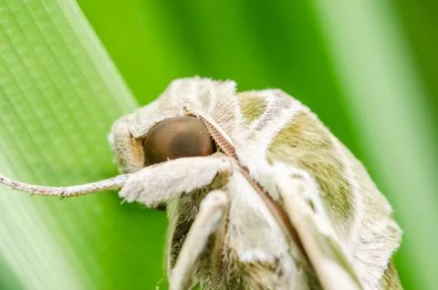 Moth in the nature Stock Photos