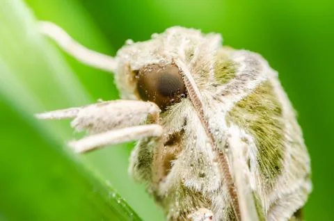 Moth in the nature Foto stock