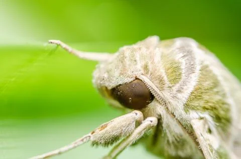 Moth in the nature Stock Photos