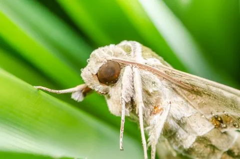 Moth in the nature Stock Photos