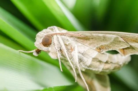 Moth in the nature Stock Photos