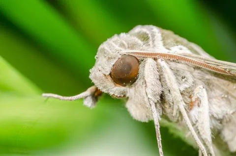 Moth in the nature Stock Photos