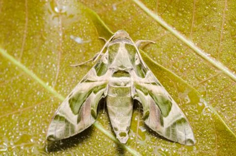 Moth in the nature Foto stock
