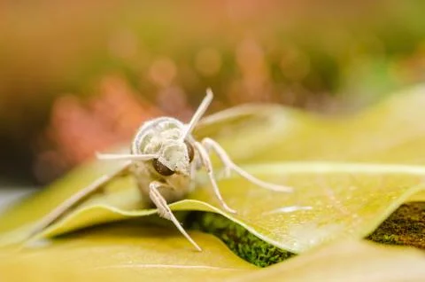 Moth in the nature Stock Photos