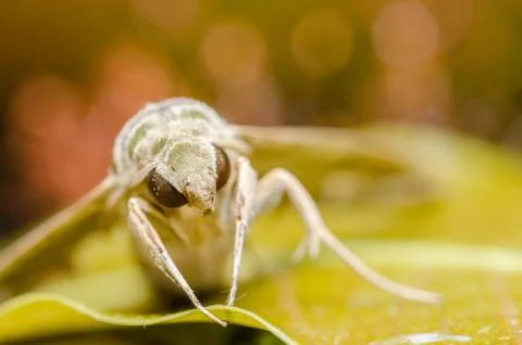 Moth in the nature Stock Photos