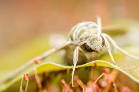 Moth in the nature Stock-Fotos