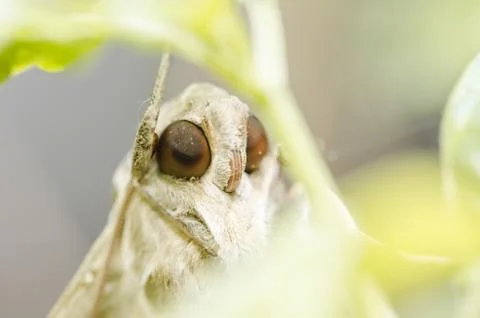 Moth in the nature Stock Photos