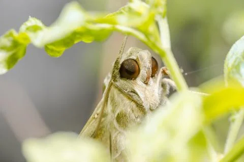 Moth in the nature Stock Photos