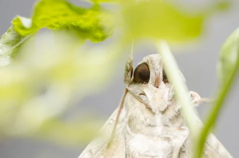 Moth in the nature Stock Photos