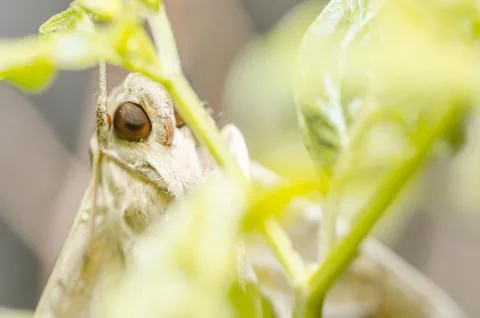 Moth in the nature Stock Photos