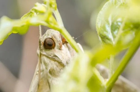 Moth in the nature Stock Photos