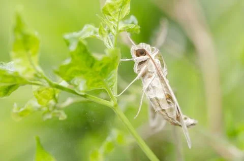 Moth in the nature Stock Photos