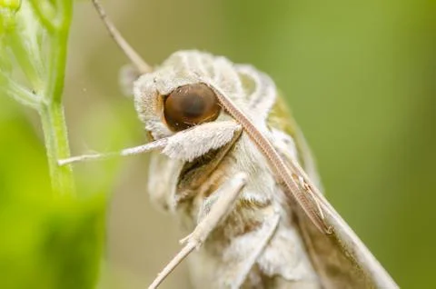 Moth in the nature Stock Photos
