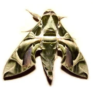 Moth night butterfly Stock Photos