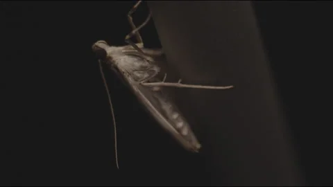 Moth at Night Macro Stock Footage