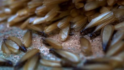 Moth or mayfly Stock Footage 249261466