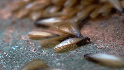 Moth or mayfly Stock Footage 249261502