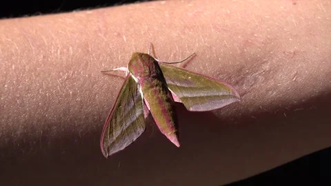 Moth or a Night Butterfly Stock Footage 239607029