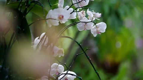 Moth orchid group in the garden Stock Footage 51486411