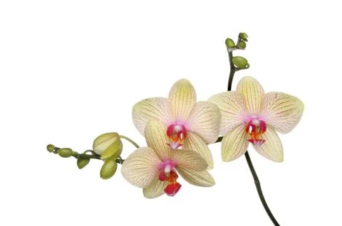 Moth orchid Stock Photos