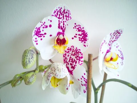 Moth Orchid Stock Photos