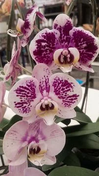 Moth orchid Fotos de archivo