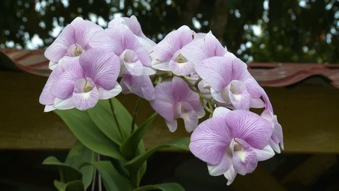 Moth Orchid Plant Stock Footage 114590636