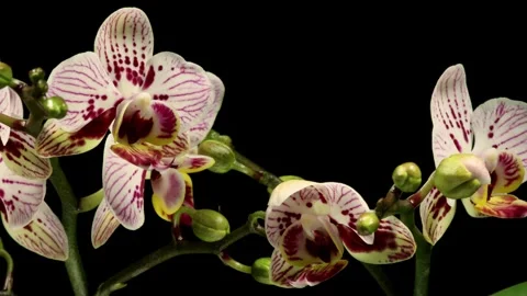 Moth Orchid Time-lapse Stock Footage 281534557