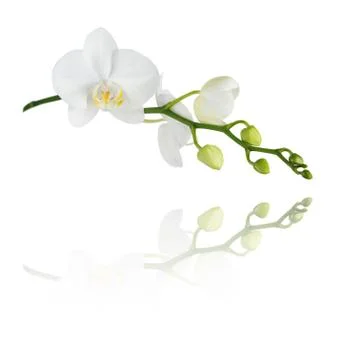 Moth orchid on white Stock Photos