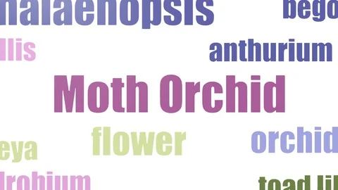 Moth Orchid Word Cloud Animated On White Background Stock Footage 103098082