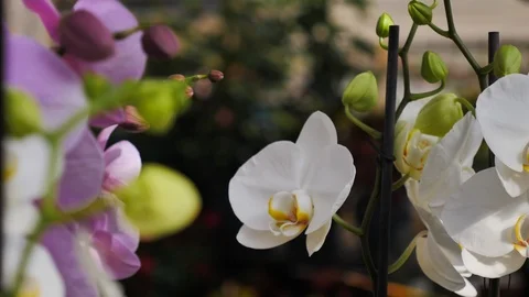 Moth orchids blooming Stock Footage 98750586