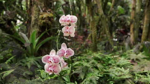 Moth orchids Video stock 313146757