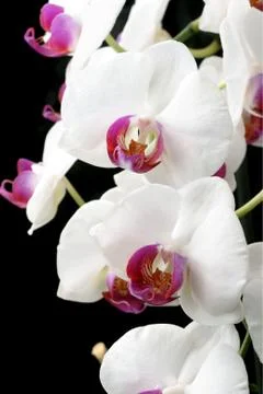 Moth orchids Stock Photos