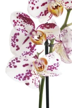 Moth orchids Stock Photos