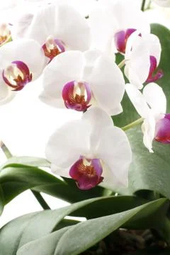 Moth orchids Stock Photos