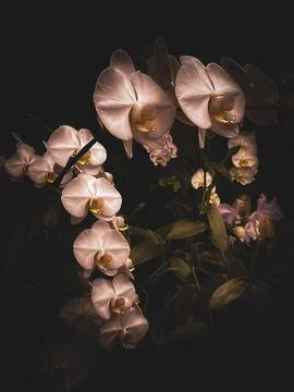 Moth Orchids Stock Photos