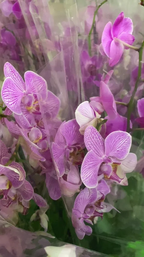 Moth orchids show delicate purple and pink floral arrangements in market. Stock Footage 340452952