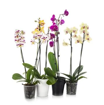 Moth orchids in studio Stock Photos