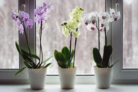 Moth orchids on windowsill, growing phalaenopsis orchids at home, flowering h Stock-Fotos