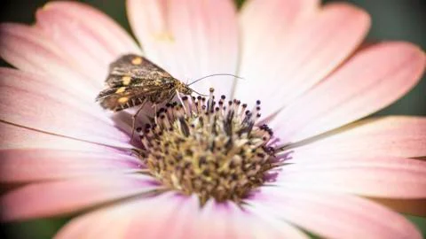 Moth on Ostespermum 스톡 사진