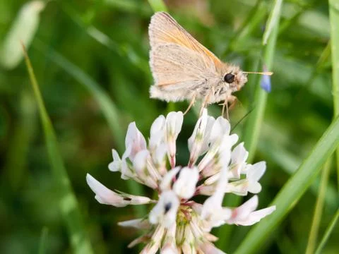 Moth outside close up macro on clover Stock Photos