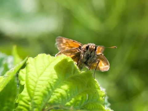 Moth outside close up macro Stock Photos