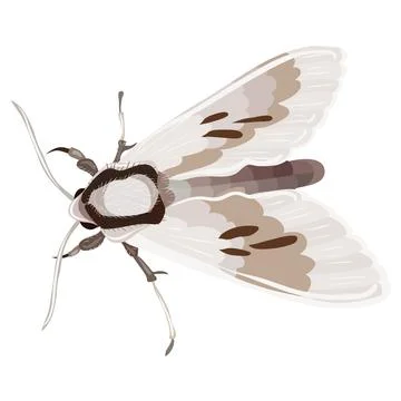 Moth with patterned wings illustration Stock Illustration
