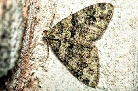 Moth perched on a wall Stock Photos