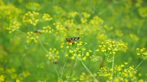 Moth perching on Dill flowers Stock Footage 81162066