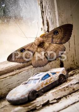 Moth Stock Photos
